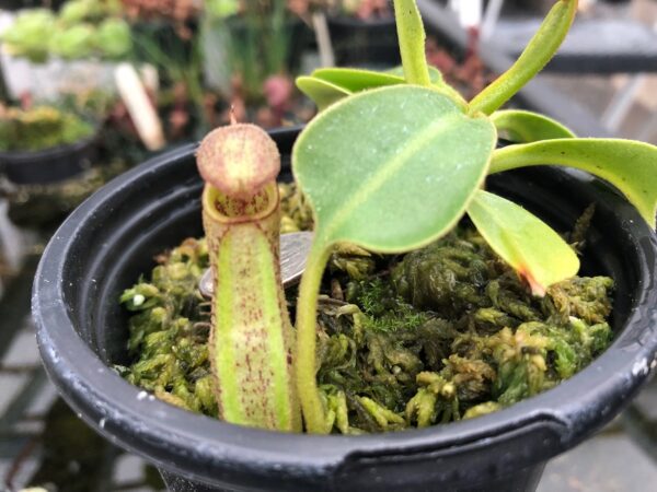 IMG_8447-R-600x450 Nepenthes robcantleyi x fusca BE3893