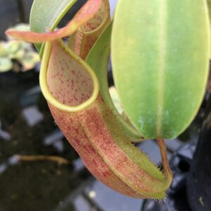 IMG_8559-r-300x300 Nepenthes sanguinea