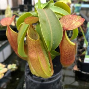 IMG_8560-r-300x300 Nepenthes sanguinea