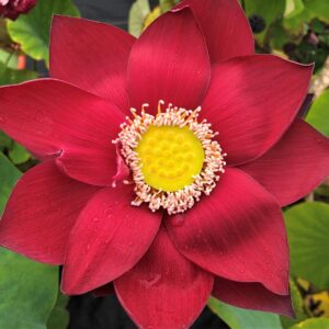 IMG_8586-scaled-1-300x300 Beijing Beauty Lotus - Amazing Deep Red Color (All ship in spring, 2023)