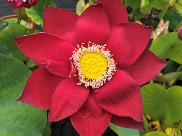 IMG_8586-scaled-1-600x450 Beijing Beauty Lotus - Amazing Deep Red Color (All ship in spring, 2025)