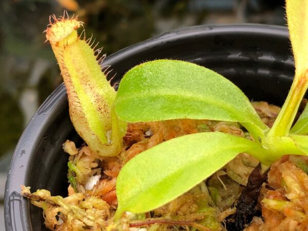 IMG_8887-R-600x450 Nepenthes platychila x robcantleyi BE3946
