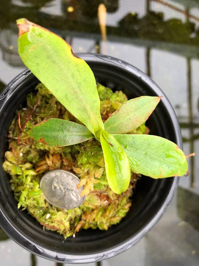 Nepenthes merrilliana x campanulata BE3473 – Bergen Water Gardens