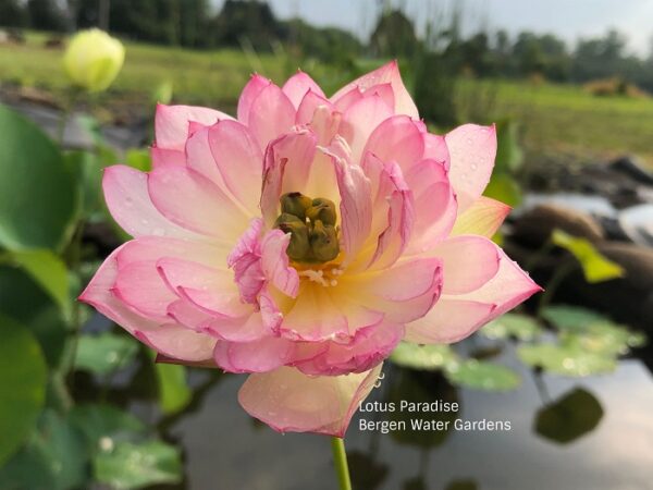 Little-Pink-Lady-Lotus-1-600x450 Little Pink Lady Lotus- One of excellent blooming micro lotus