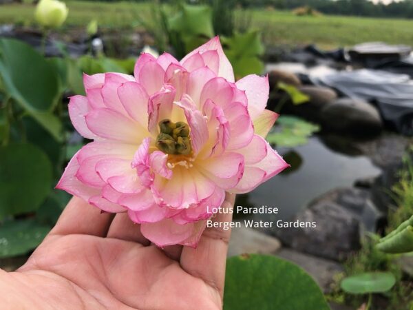 Little-Pink-Lady-Lotus-2-600x450 Little Pink Lady Lotus- One of excellent blooming micro lotus