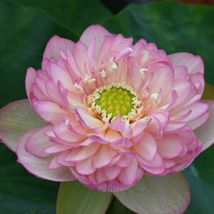 MW50-300x300 Beauty Lotus - One of Large Flower- All ship in spring 2025