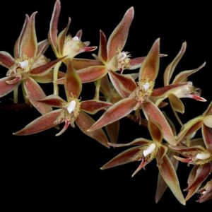 Macradenia-multiflora-3-cropped-R-300x300 Macradenia multiflora
