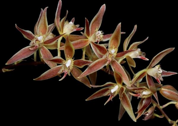 Macradenia-multiflora-3-cropped-R-600x426 Macradenia multiflora