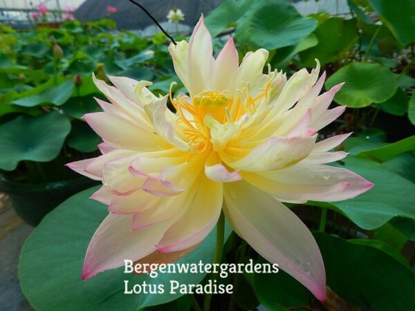 Master-Lotus-a-600x450 Master Lotus (Grand Master)- One of Blooming Machine Bowl Lotus( Winner)