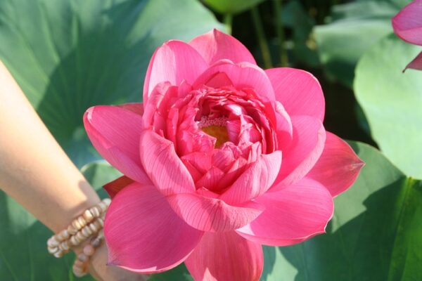 Midnight-Lotus-2-600x400 Midnight Lotus a - Deepest Double Red! All ship in spring, 2024