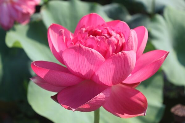 Midnight-Lotus-3-600x400 Midnight Lotus a - Deepest Double Red! All ship in spring, 2024