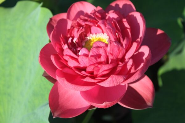 Midnight-Lotus-4-600x400 Midnight Lotus a - Deepest Double Red! All ship in spring, 2024