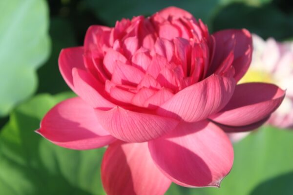 Midnight-Lotus-5-600x400 Midnight Lotus a - Deepest Double Red! All ship in spring, 2024