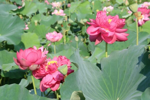 Midnight-Lotus-6-600x400 Midnight Lotus a - Deepest Double Red! All ship in spring, 2024