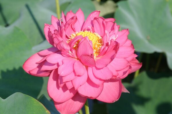 Midnight-lotus-600x400 Midnight Lotus a - Deepest Double Red! All ship in spring, 2024