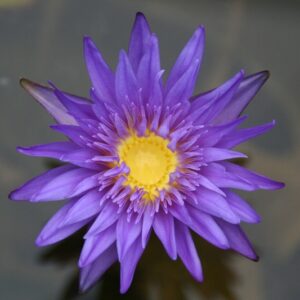N.-Blue-Aster-Res-300x300 Nymphaea Blue Aster - All Ship Spring