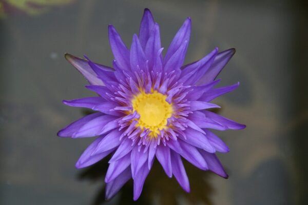 N.-Blue-Aster-Res-600x400 Nymphaea Blue Aster - All Ship Spring