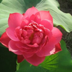 N.-Heart-Blood-A-300x300 Heart Blood Lotus - Deep red bowl lotus