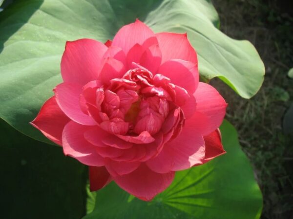 N.-Heart-Blood-A-600x450 Heart Blood Lotus - Deep red bowl lotus
