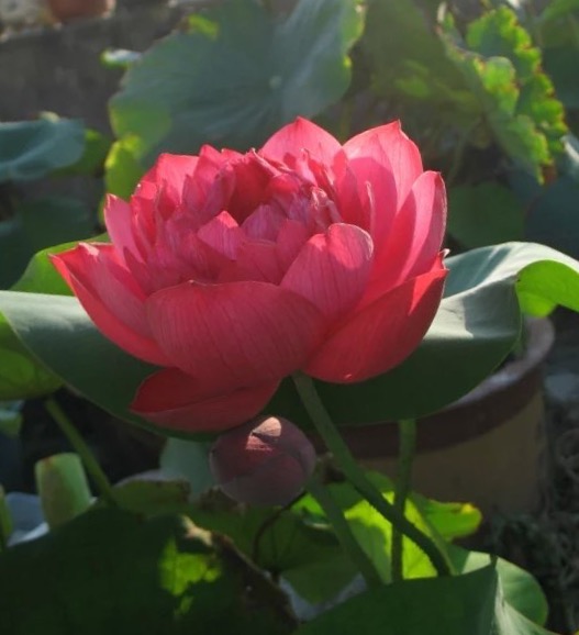 N.-Heart-Blood-C Heart Blood Lotus - Deep red bowl lotus