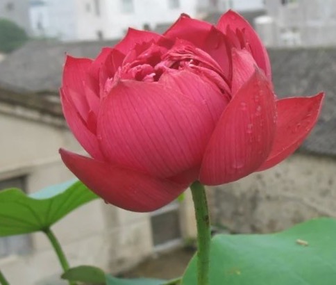N.-Heart-Blood-E Heart Blood Lotus - Deep red bowl lotus