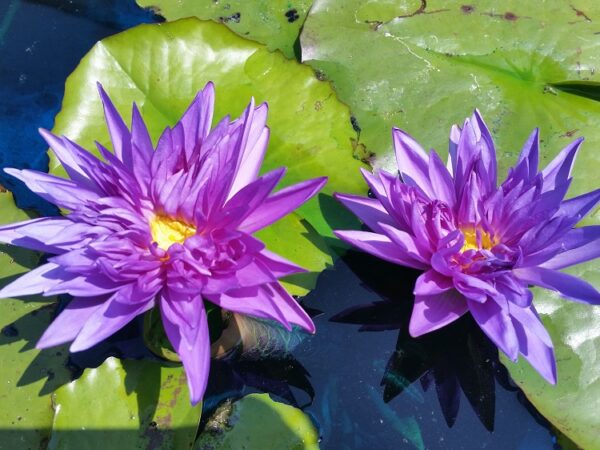 N.-King-of-Siam-1-600x450 Nymphaea King of Siam( Ship in spring)
