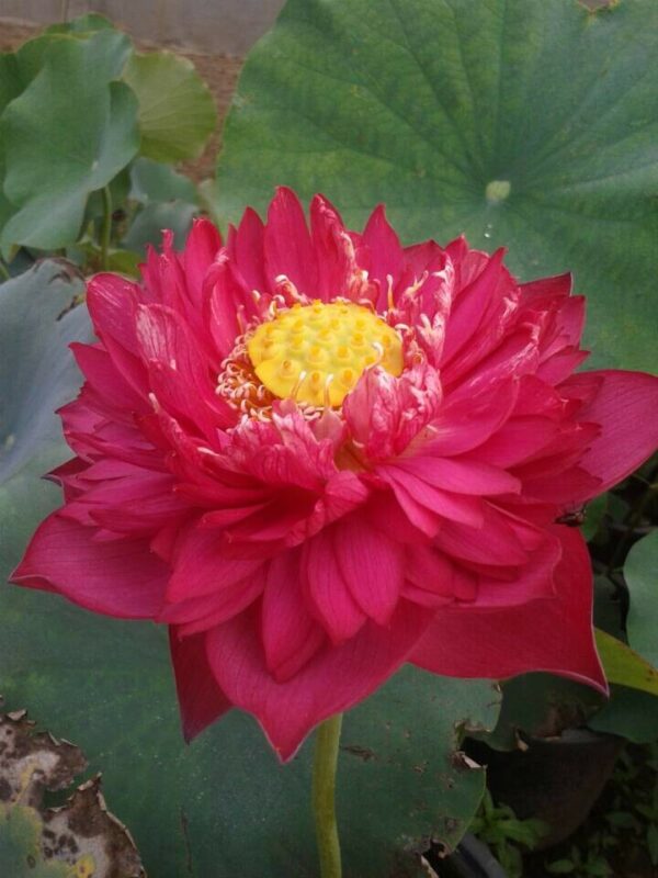 N.-New-Lanceolate-Red-600x800 New Flame Lotus - One of Deepest Red Lotus! All ship in spring