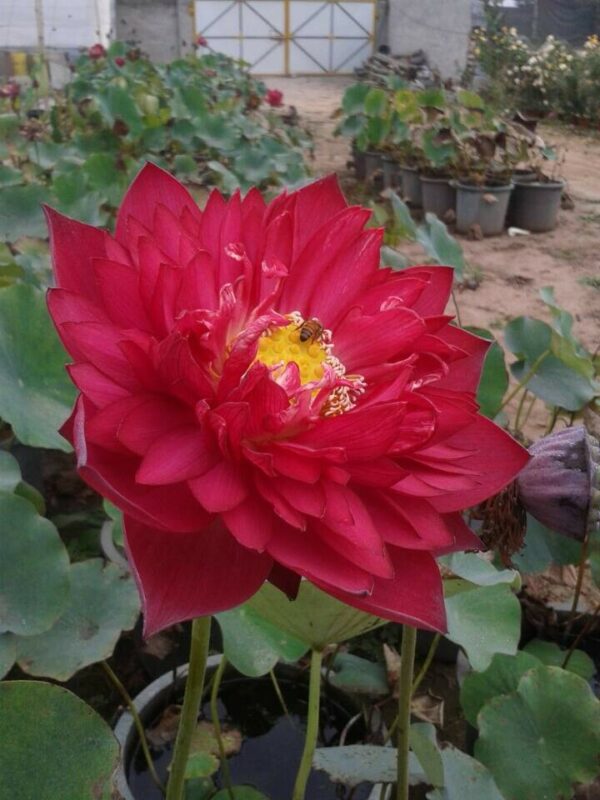 N.-New-Lanceolate-Red1-600x800 New Flame Lotus - One of Deepest Red Lotus! All ship in spring