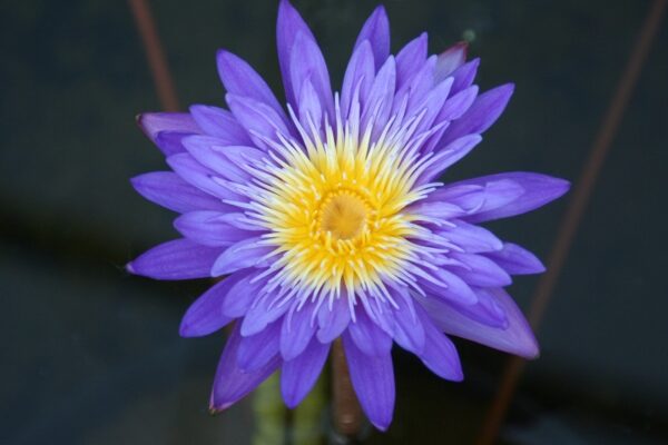 N.-Ultra-Violet-Bergen-Water-Gardens-600x400 Nymphaea Ultraviolet