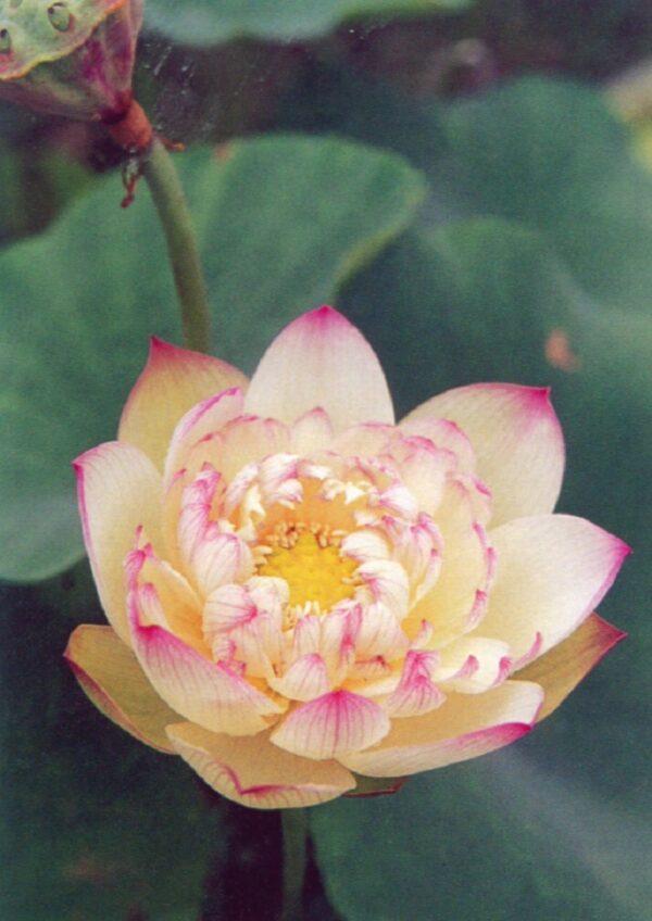 New-Colorful-Brocade-1-600x848 Pink Brocade Lotus( Xin Yun Jin)- Winner!!