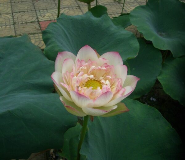 New-Colorful-Brocade-R-600x520 Pink Brocade Lotus( Xin Yun Jin)- Winner!!