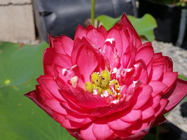 New-Lanceolate-Red-2-600x450 New Flame Lotus - One of Deepest Red Lotus! All ship in spring
