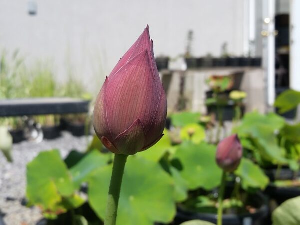 New-Lanceolate-Red-4-600x450 New Flame Lotus - One of Deepest Red Lotus! All ship in spring