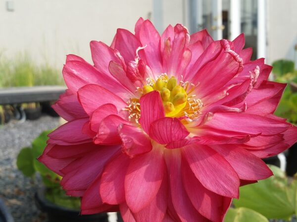 New-Lanceolate-Red-5-600x450 New Flame Lotus - One of Deepest Red Lotus! All ship in spring