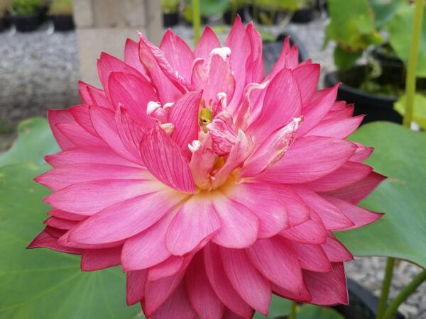 New-Lanceolate-Red2-600x450 New Flame Lotus - One of Deepest Red Lotus! All ship in spring