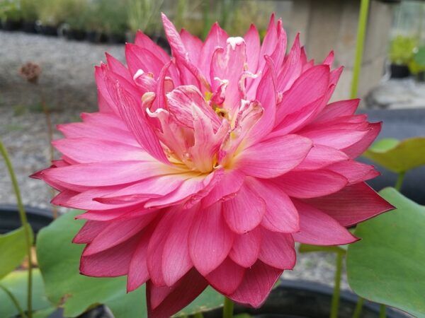 New-Lanceolate-Red3-600x450 New Flame Lotus - One of Deepest Red Lotus! All ship in spring