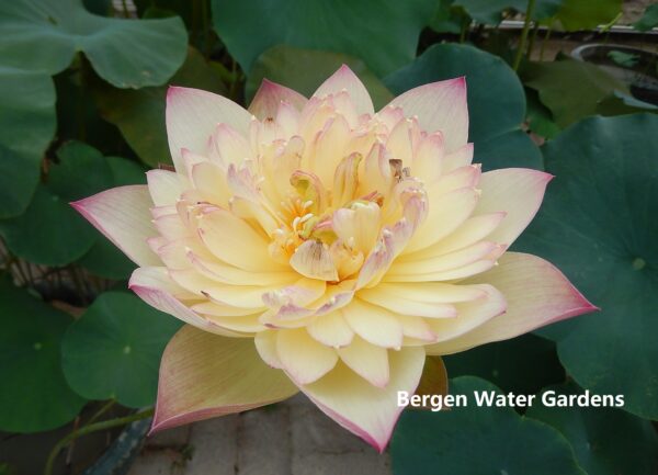 New-Orange-of-Loquat-8-2-G-600x433 Brilliant Sunset Lotus- One of excellent versicolor!!!!
