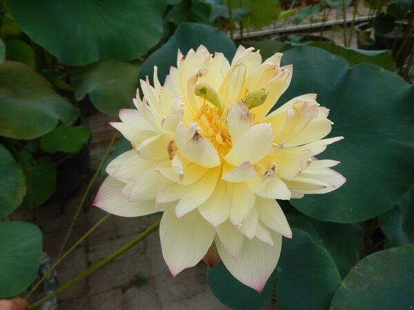 New-Orange-of-Loquat-Lotus-1-600x450 Brilliant Sunset Lotus- One of excellent versicolor!!!!