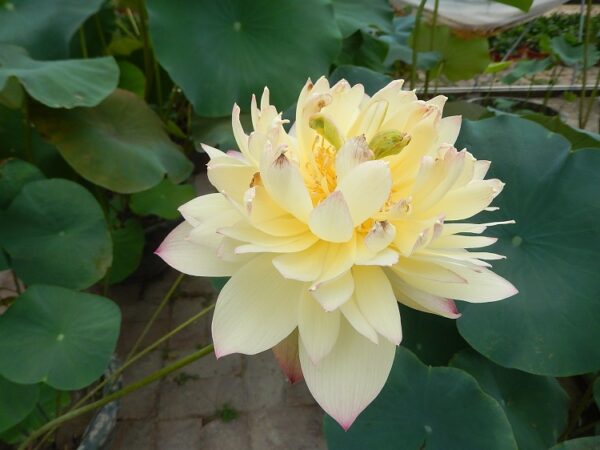 New-Orange-of-Loquat-Lotus-2-600x450 Brilliant Sunset Lotus- One of excellent versicolor!!!!