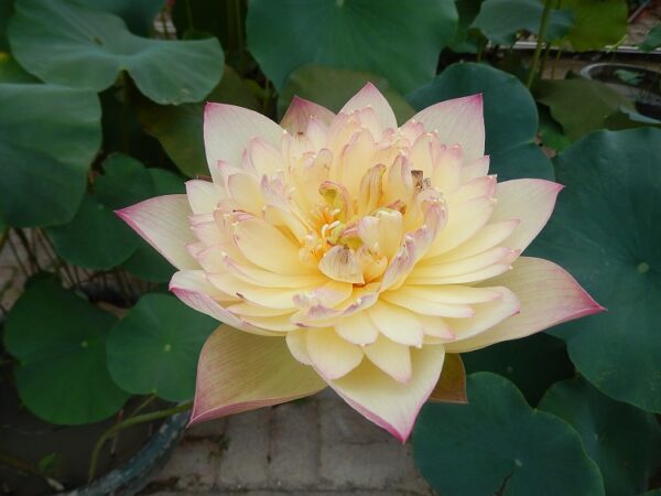 New-Orange-of-Loquat-Lotus-600x450 Brilliant Sunset Lotus- One of excellent versicolor!!!!