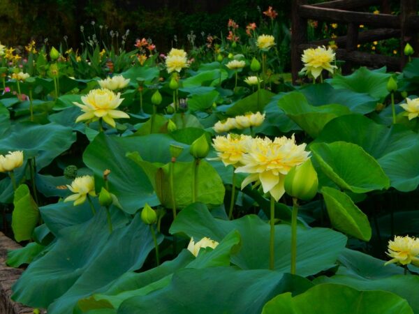 Planted-in-pond-4-a-600x450 01-Linting Chunai Lotus - Blooming Machine with Deep Yellow lotus (New for 2024 )