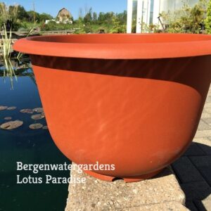Plastic-Pot-1-a-300x300 Medium Lotus Pot
