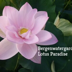 https://bergenwatergardens.com/wp-content/uploads/2023/11/Reflection-in-Yaochi-1-300x300.jpg