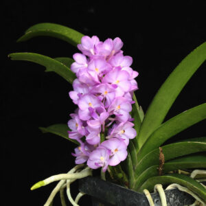 Rhctm.-Lilac-Blossom-ampullaceum1-300x300 Rhctm. 'Lilac Blossom" x Ascocentrum ampullaceum