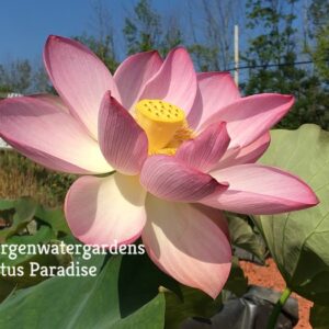 Space-36-Lotus-1a-300x300 Space 36 Lotus( Edible Seed Lotus) - All ship in spring
