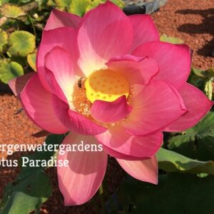 Space-36-a-300x300 Space 36 Lotus( Edible Seed Lotus) - All ship in spring
