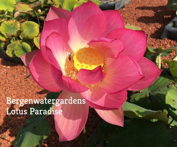 Qi Pa Lotus – Wired Lotus(1000 Petals Lotus), Shipping in Spring