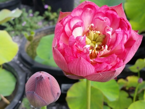 Super-Excellent-2-600x450 Super Excellent Lotus ( One of excellent blooming with large flower)- All ship in spring