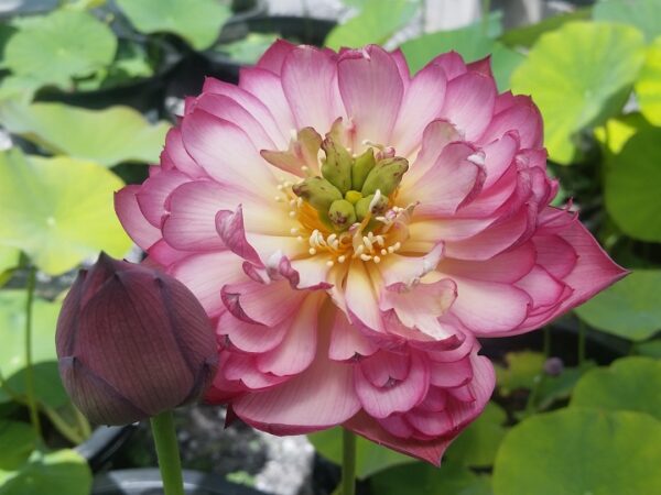 Super-Excellent-600x450 Super Excellent Lotus ( One of excellent blooming with large flower)- All ship in spring