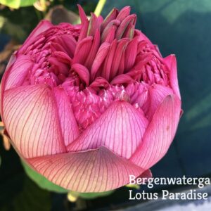 Ultamte-Thousand-Petals-31a-300x300 08-Ultimate Thousand Petal Lotus- Don't miss it!!! All ship in spring 2024